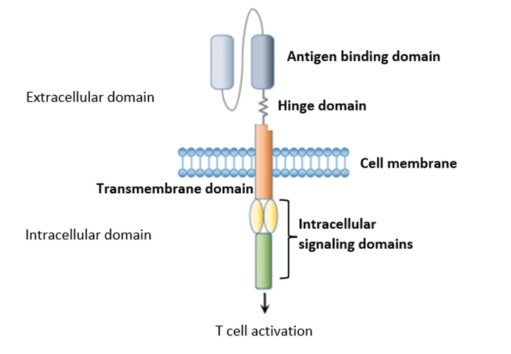 CAR structure - Car T Cell Therapy