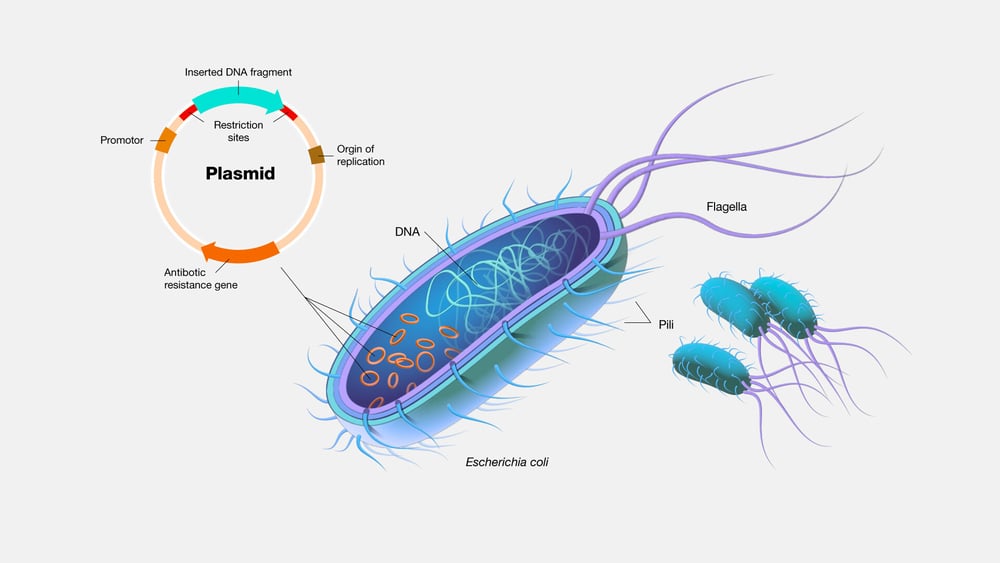 The general structure of a plasmid