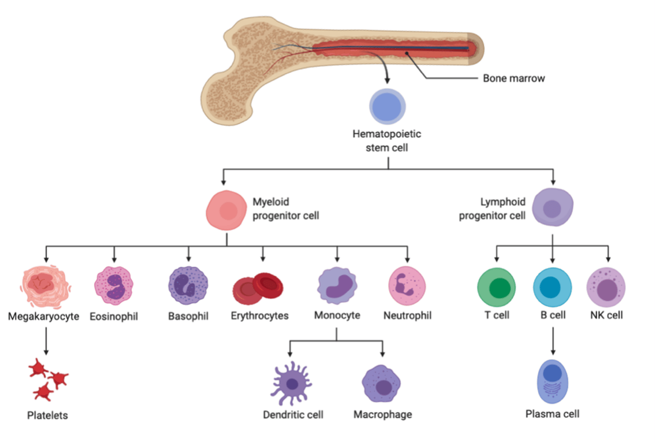 Natural Killer (NK) cells: a major breakthrough in the field of ATMPs